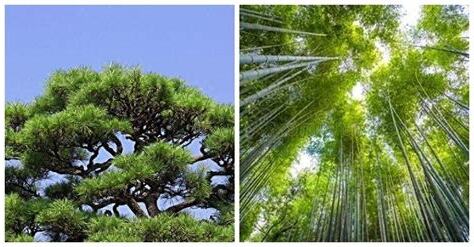 陰樹 陽樹